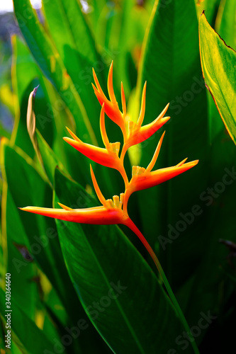 Heliconia golden torch, heliconia psittacorum, false bird of paradise flower in the King Rama IX Park, Bangkok, Thailand - February 2020