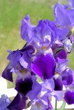Bearded Iris: purple with many blooms/