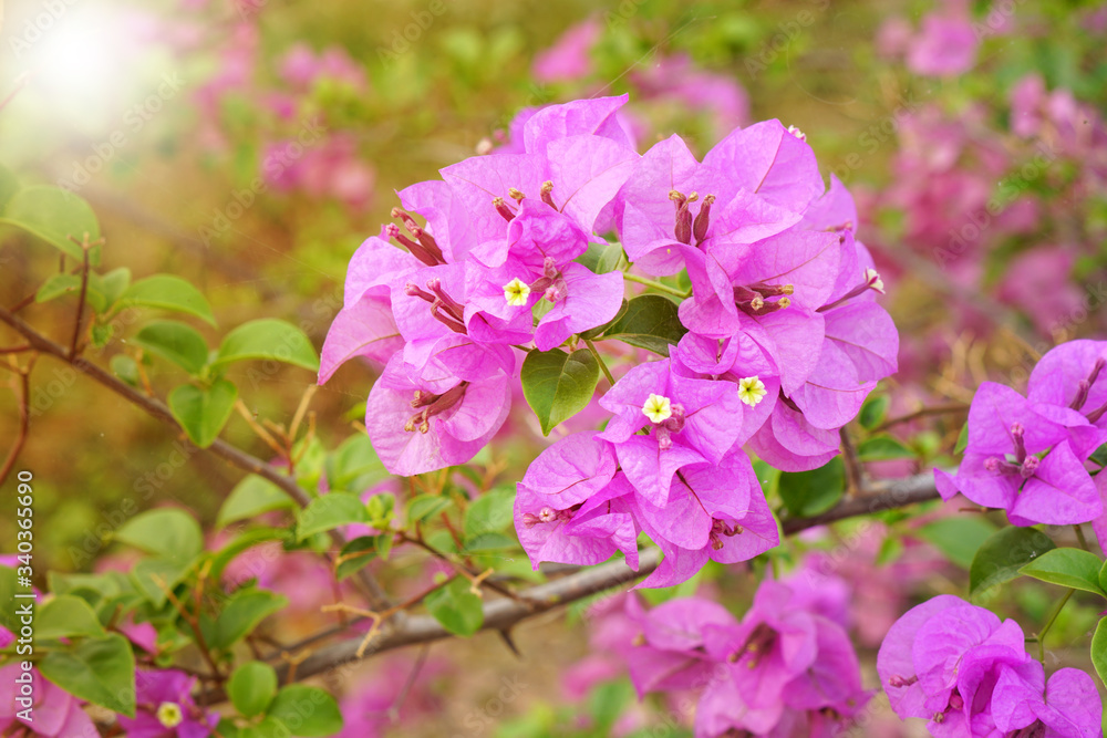 Margenta bougainvillea flowers (Bougainvillea glabra Choisy). Beautiful pink flowers in the garden. Paper flower