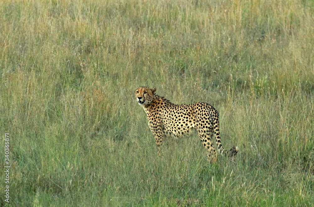 Cheetah in Pilanesberg National Park, South Africa
Cheetah in Pilanesberg National Park, South Africa