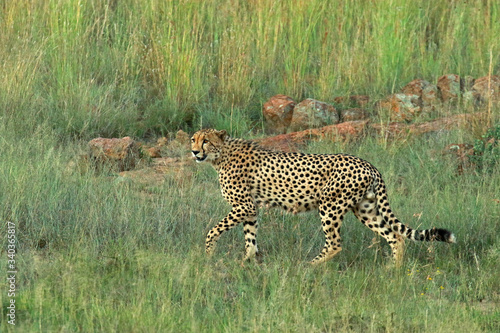 Cheetah in Pilanesberg National Park, South Africa 