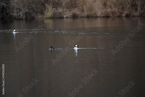 Bufflehead