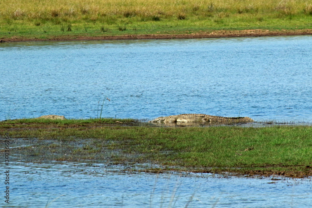 Fototapeta premium Nile crocodile in Pilanesberg National Park, South Africa 