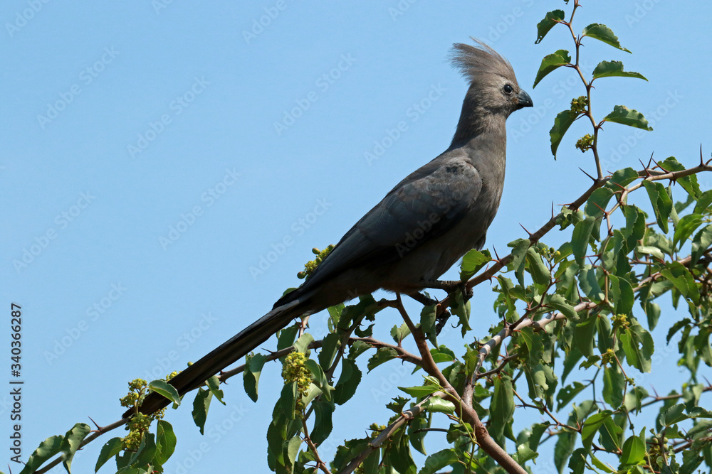 Grey go-away-bird, grey lourie in Pilanesberg National Park, South Africa
Grey go-away-bird, grey lourie in Pilanesberg National Park, South Africa