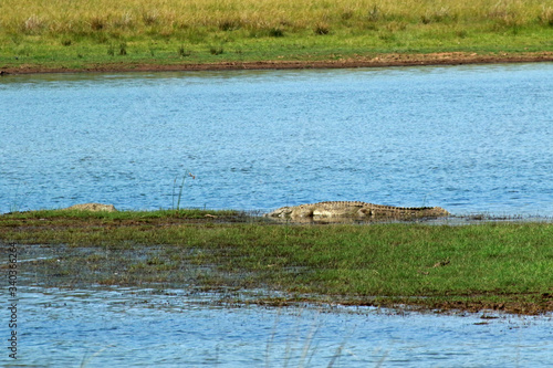 Nile crocodile in Pilanesberg National Park, South Africa
