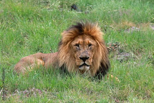 Lion male in Lion Safari Park located in Hartbeespoort  South Africa
