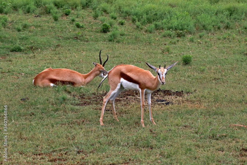 Thomson's gazelle in Lion Safari Park located in Hartbeespoort, South Africa Thomson's gazelle in Lion Safari Park located in Hartbeespoort, South Africa