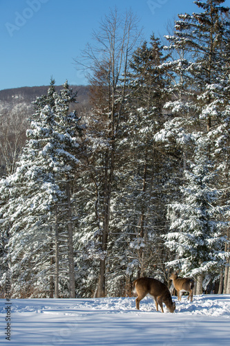 Deers eating in snow landscape