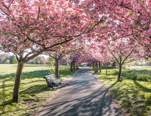 Photography Greenwich Park in Lodnon