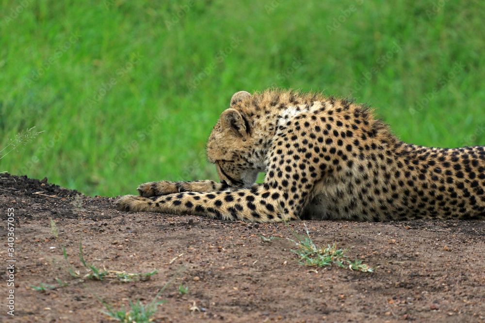 Cheetah resting in the bush, Bayala Game Reserve, South Africa Cheetah resting in the bush, Bayala Game Reserve, South Africa