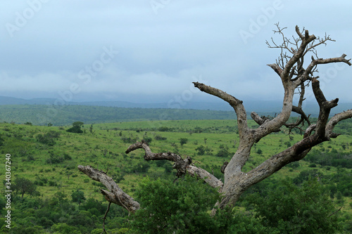 Dead tree in Bayala Game Reserve, South Africa 