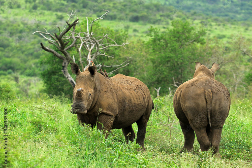 White rhinos in the bush, Bayala Game Reserve, South Africa White rhinos in the bush, Bayala Game Reserve, South Africa