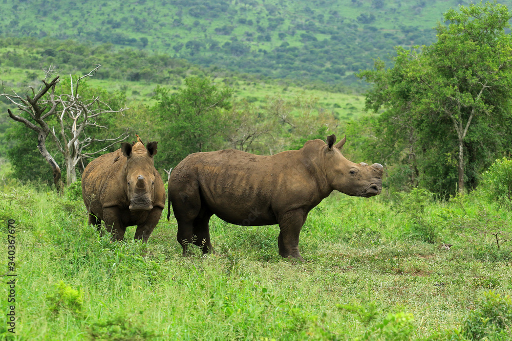 White rhinos in the bush, Bayala Game Reserve, South Africa White rhinos in the bush, Bayala Game Reserve, South Africa