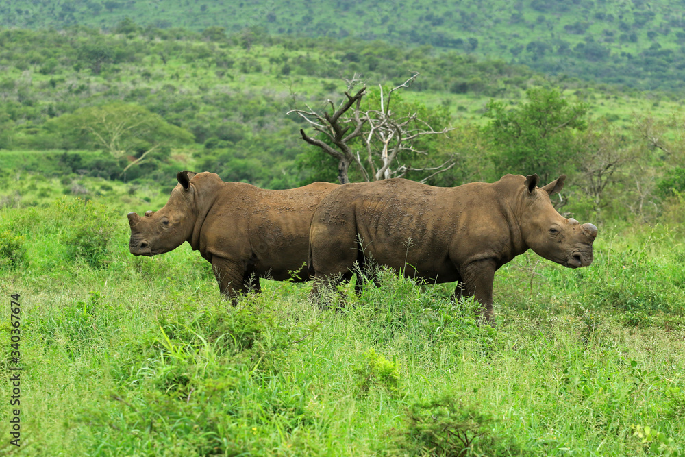 White rhinos in the bush, Bayala Game Reserve, South Africa White rhinos in the bush, Bayala Game Reserve, South Africa