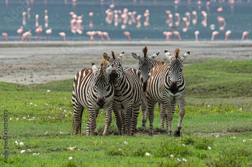 Zebras and flamingos in the Ngorongoro Crater