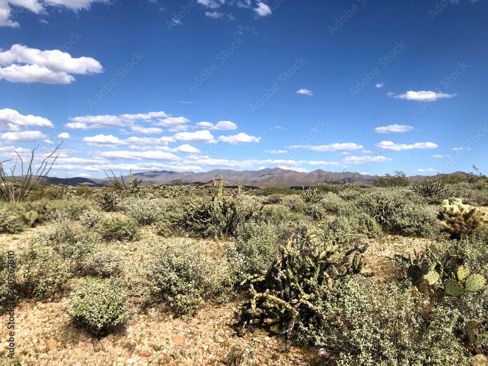 Touring the scenic Arizona Desert and Cacti Touring the scenic Arizona Desert and Cacti