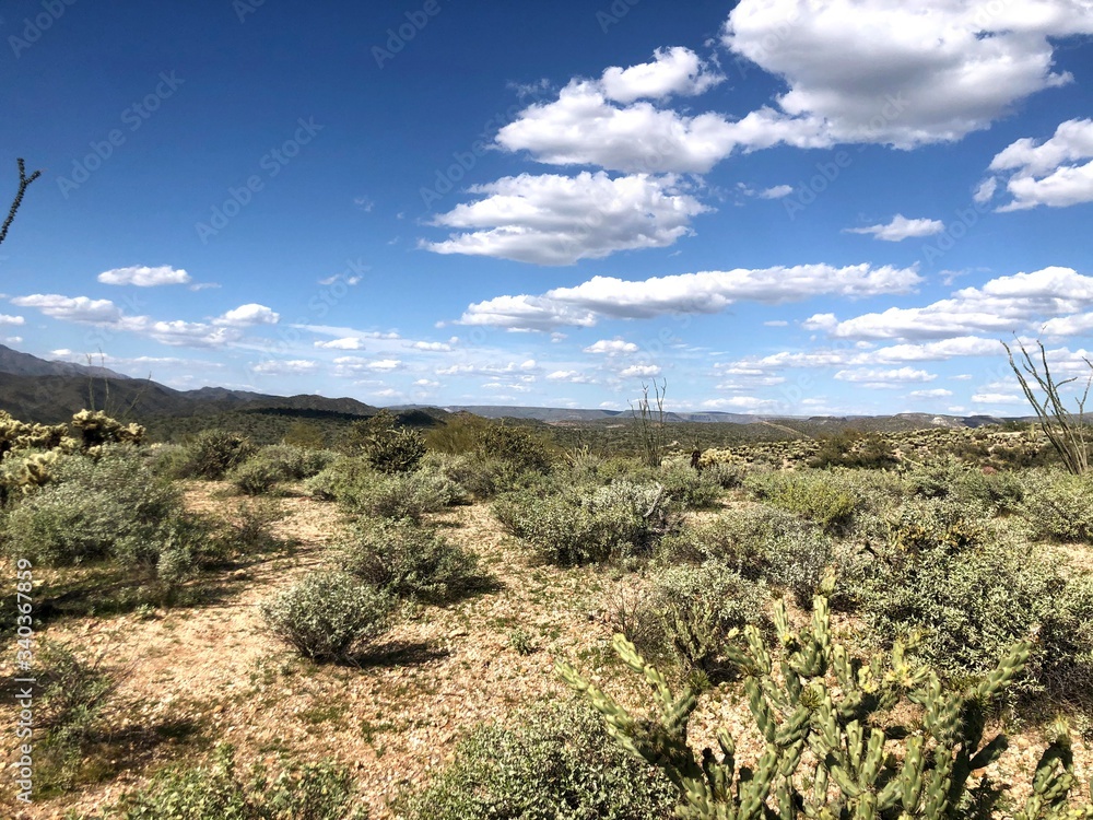 Touring the scenic Arizona Desert and Cacti