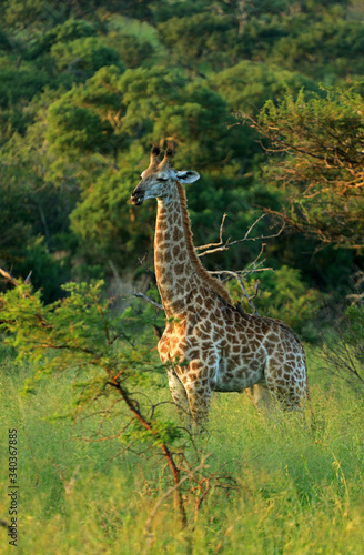 South African giraffe  Bayala Game Reserve  South Africa 