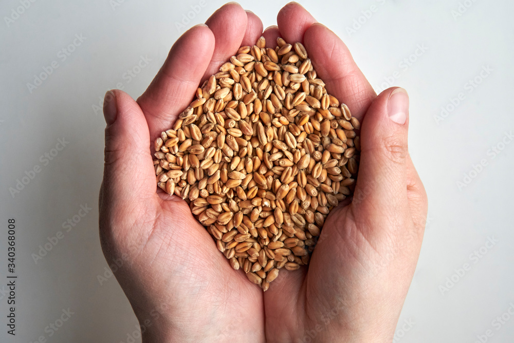 Grains of ripened beautiful wheat in the hands of a woman. Grains of ripened beautiful wheat in the hands of a woman.