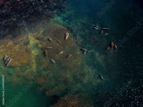 Aerial view of manatees migrating in warmer waters during winter in florida