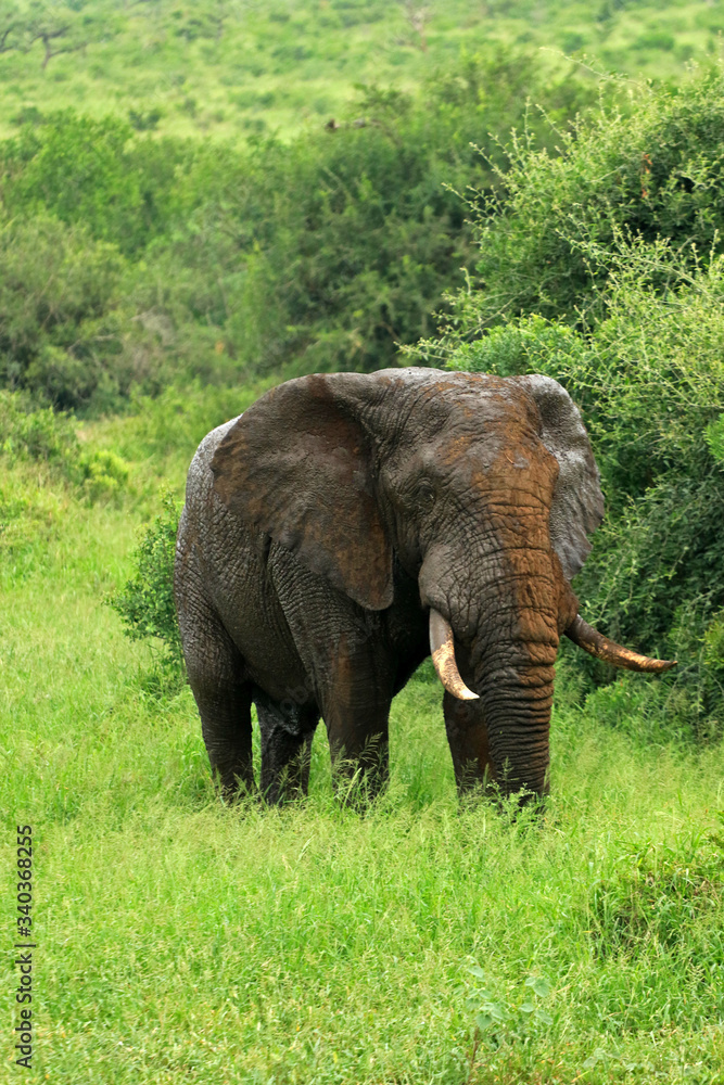 African elephant, Bayala Game Reserve, South Africa
