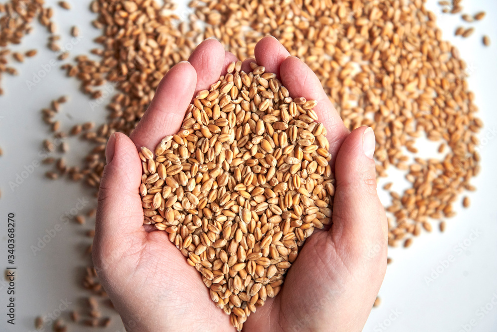 Grains of ripened beautiful wheat in the hands of a woman. Grains of ripened beautiful wheat in the hands of a woman.