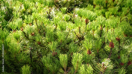 Dense branches of cedar close up