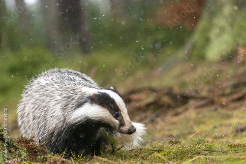 Foto The European badger is searching for food in the forest closeup