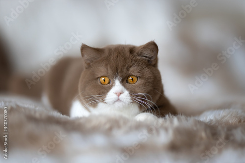 Edel - Britisch Kurzhaar Katze Kitten sehr imposant und typvoll