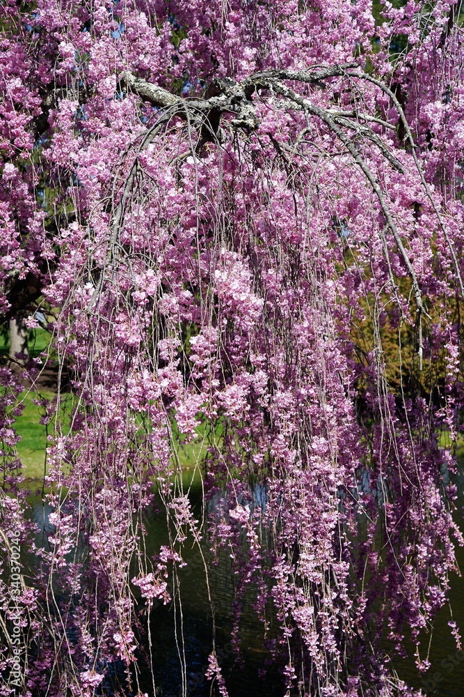 Beautiful pink flowers on trees in nature blooming in the spring time