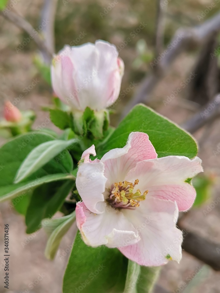 Obraz premium quince tree blossom