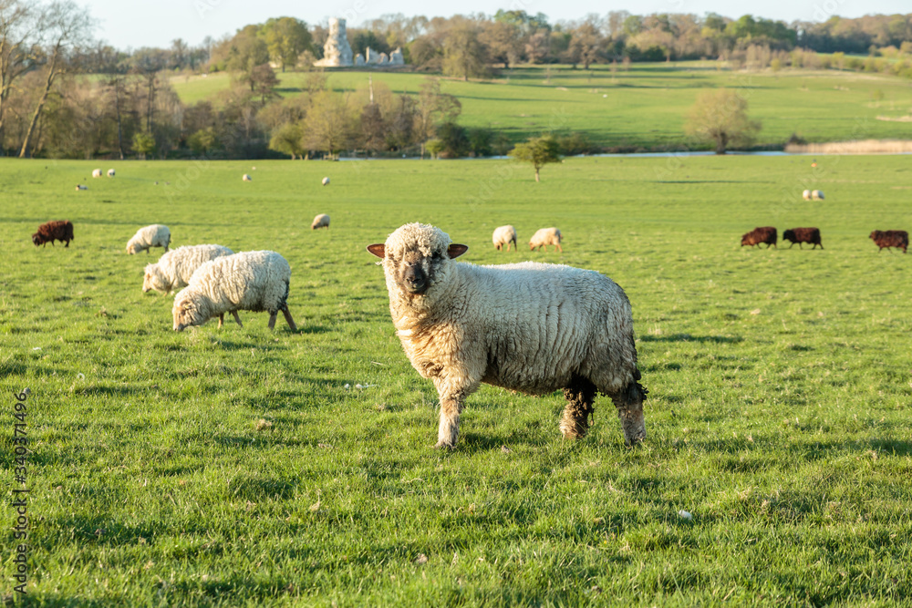 Ewe in field with obelisk background Ewe in field with obelisk background
