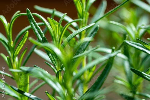 rosemary details