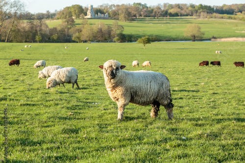 Ewe in field with obelisk background