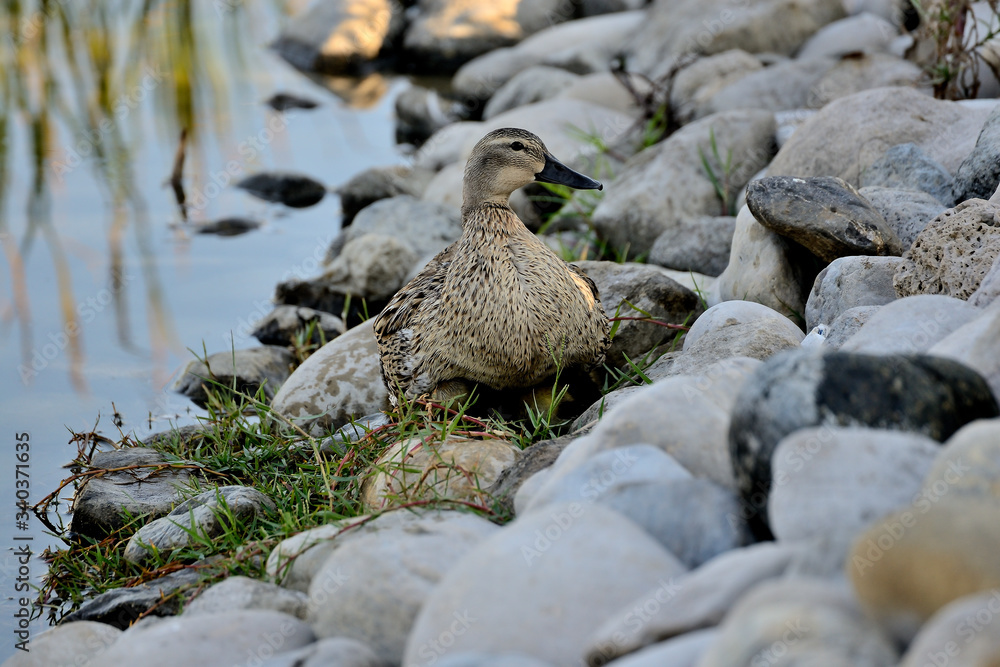 Mama pato en el estanque con sus crías (anas platyrhynchos) Marbella Andalucía España Mama pato en el estanque con sus crías (anas platyrhynchos) Marbella Andalucía España