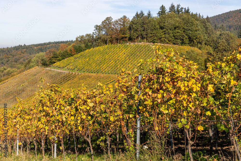 Varnhalt vineyard and black forest trees