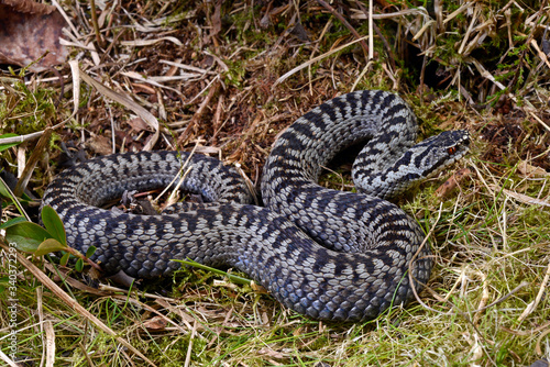 Common adder, male / Kreuzotter (Vipera berus), Männchen