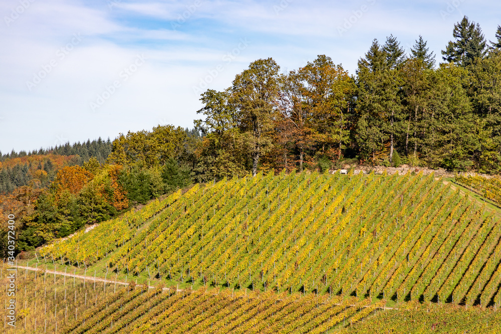 Varnhalt vineyard and black forest trees