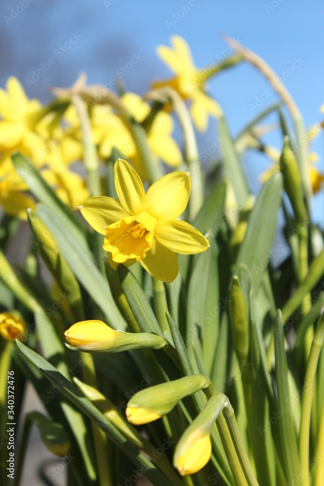 Obraz premium Yellow daffodils in the beginning of spring.