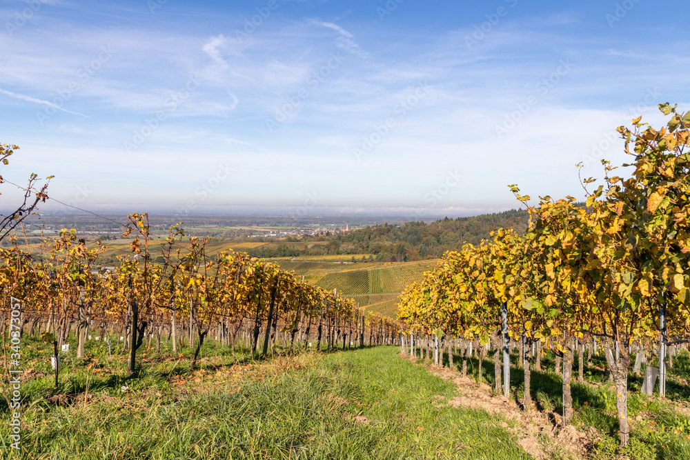 Varnhalt vineyard with village in background
