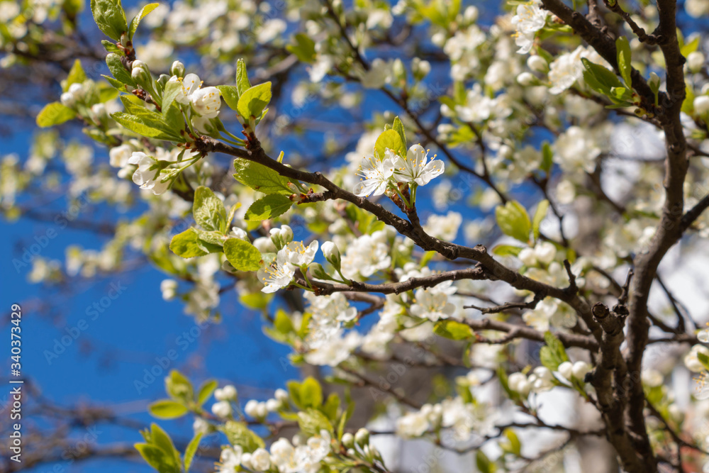 blooming plum blossom, with a bee feeding on its pollen, in spring when the fruit trees bloom fill all the fields with color blooming plum blossom, with a bee feeding on its pollen, in spring when the fruit trees bloom fill all the fields with color