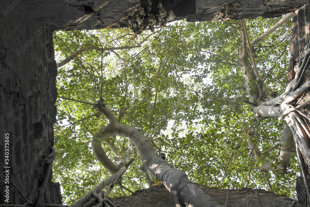 Fototapeta premium An ancient Portuguese fort overgrown with trees in India