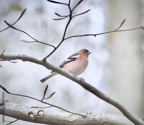 A little bird strolling around Boserup skov