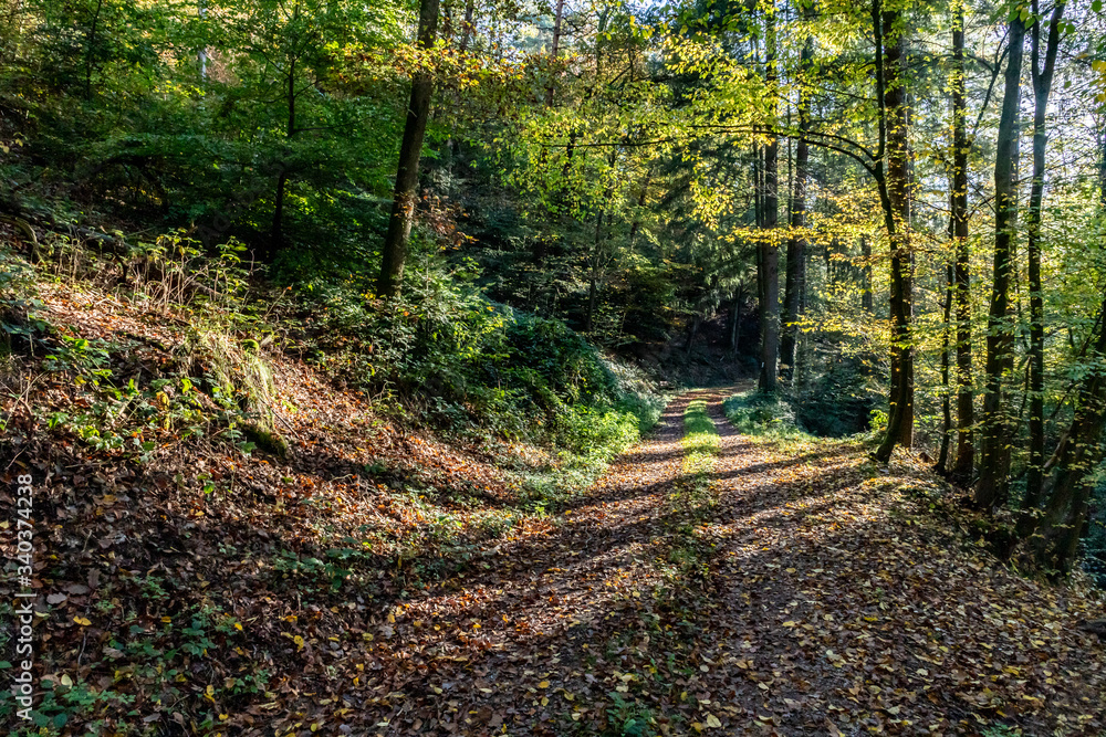 Obraz premium Trail in black forest with autumn leaves