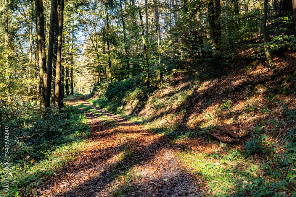 Trail in black forest with autumn leaves Trail in black forest with autumn leaves