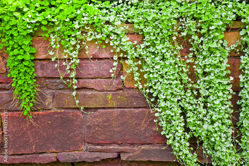 Stone wall with creeping plants