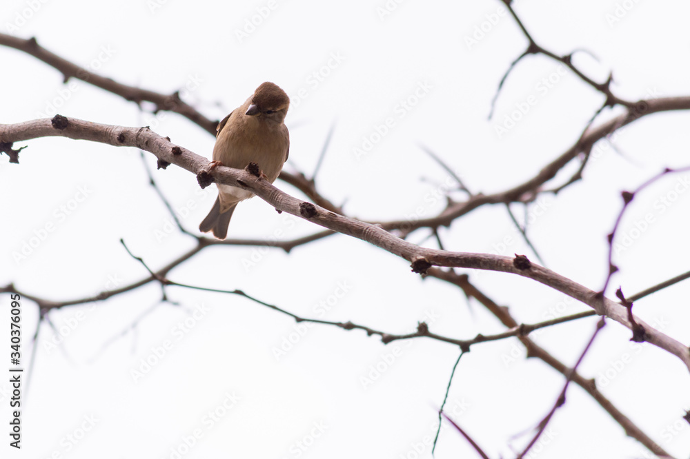 female sparrow perched on a tree branch looking down. small brown bird. female sparrow perched on a tree branch looking down. small brown bird.