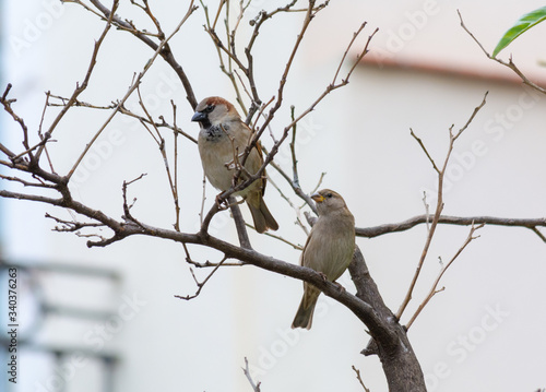 pair of male and female sparrows perched on a branch. two birds perched on a branch of a tree. photography of common birds. birds perched on tree.