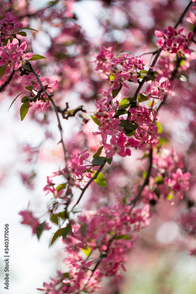 Kirschblüte Frühling