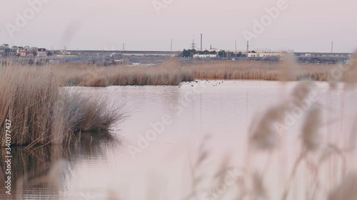 Secret fishing place on the river with yellow reeds and a large number of ducks photo